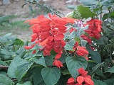 DSCF1803.jpg