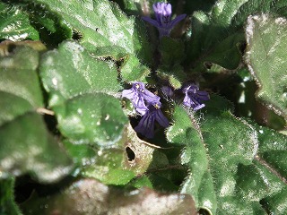 DSCF1812.jpg