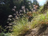 CIMG0156.jpg