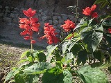 DSCF1815.jpg