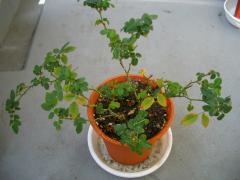 20090320-7.jpg