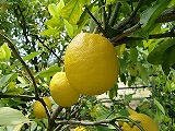 CIMG0429.jpg