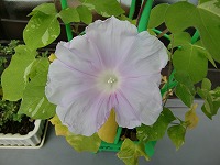 CIMG0635.jpg