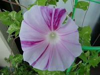 CIMG0655.jpg