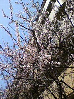 s-20110401-2.jpg