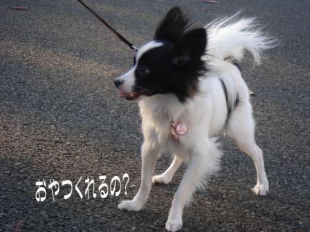 jasmine 1126 002.JPG