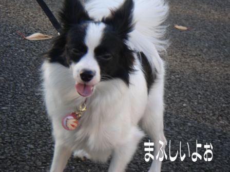 jasmine 1126 008.JPG