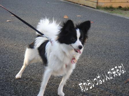 jasmine 1126 011.JPG