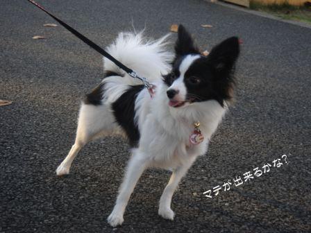 jasmine 1126 012.JPG