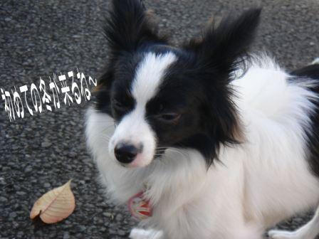 jasmine 1126 015.JPG