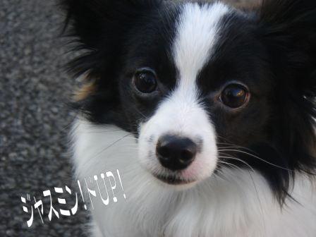 jasmine 1126 016.JPG