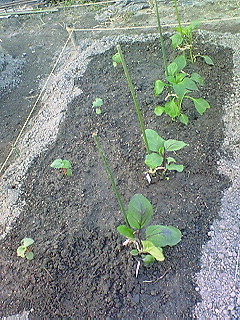 野菜