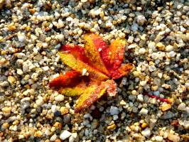 紅葉