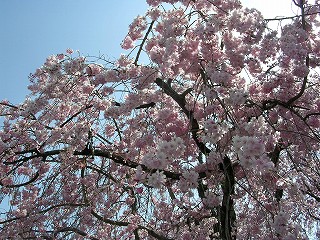 しだれ０４１０