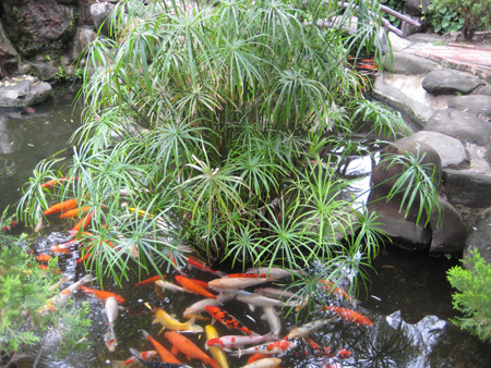 鯉と観葉植物