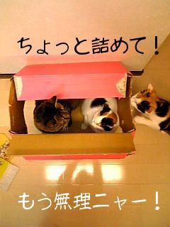 かげペンこうめ