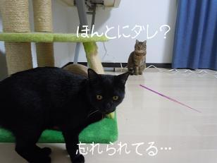 さちまるちゃん＆かつお（仮)クン