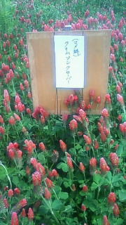 お花