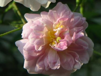 phmusk060531-2