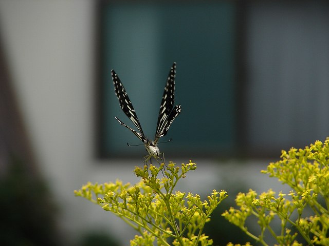 アゲハ　４