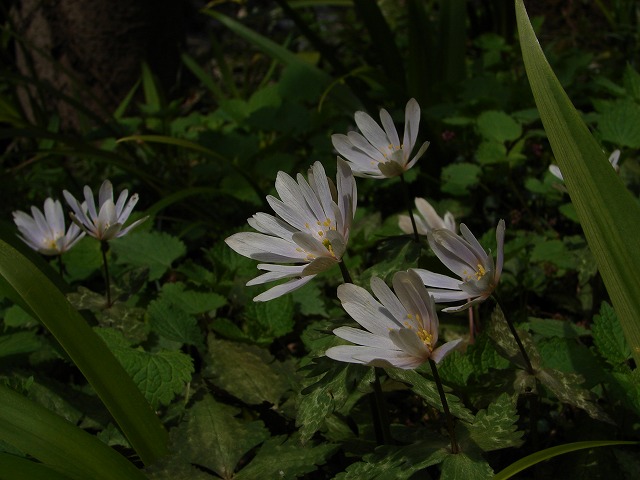 ユキワリイチゲ