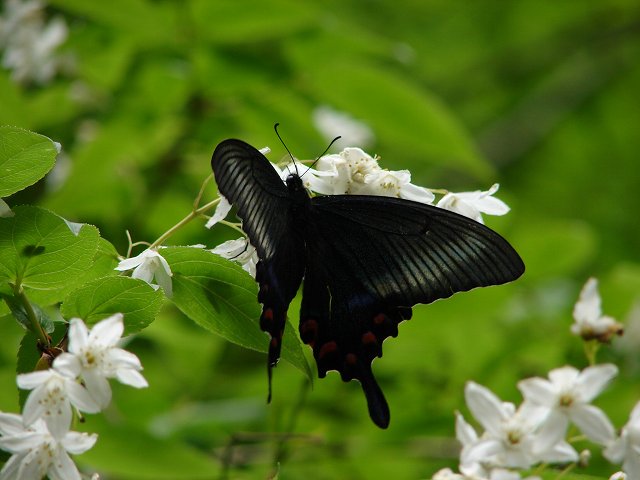 カラスアゲハ