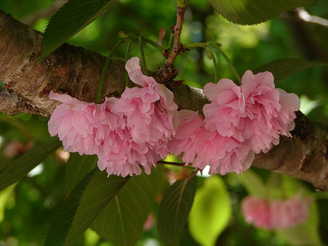 八重桜