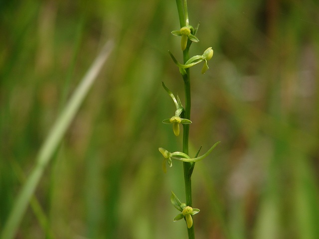 コバノトンボソウ