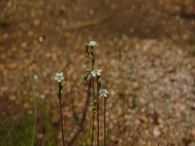 モウセンゴケ　花