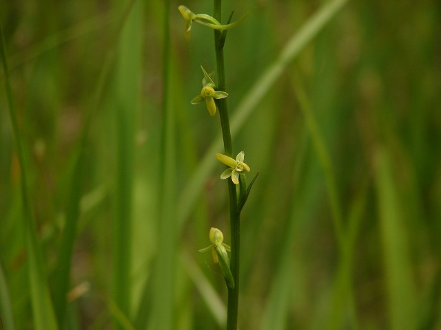 コバノトンボソウ