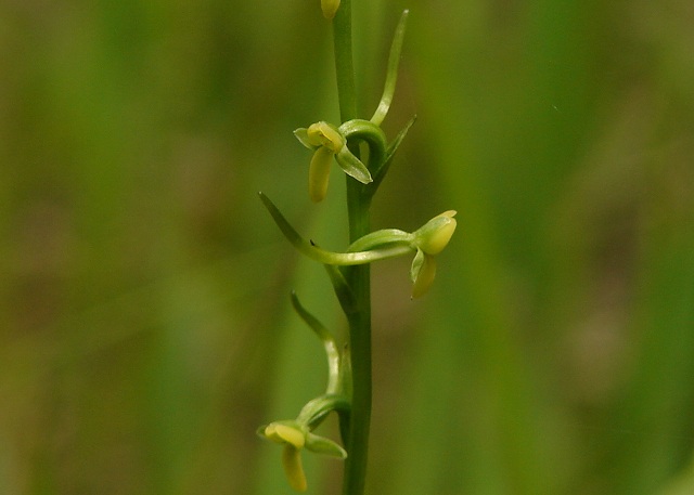 コバノトンボソウ