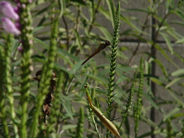 カマキリとナツアカネ　２