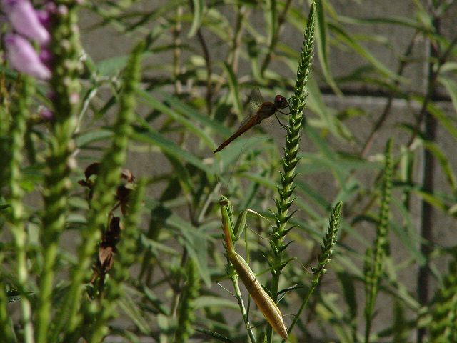 カマキリとナツアカネ　３