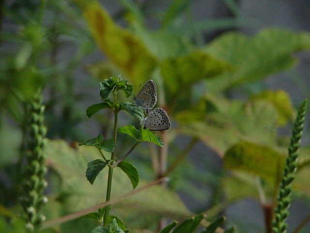 ヤマトシジミ　ペア