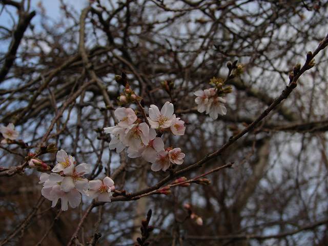 二季咲桜