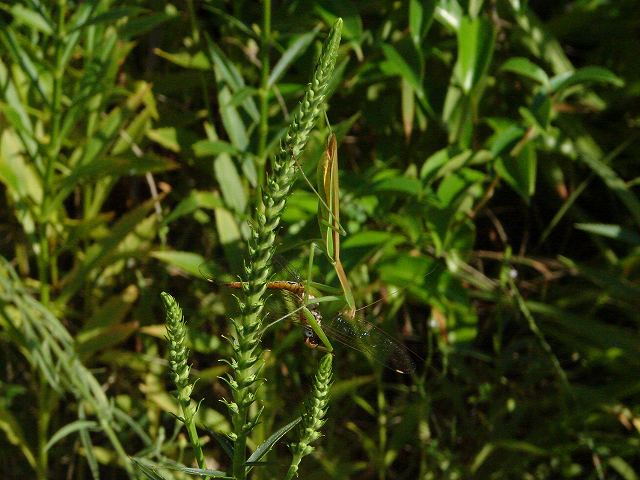 カマキリとナツアカネ　５