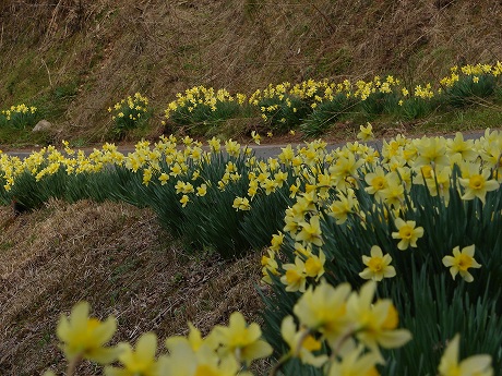 水仙の里