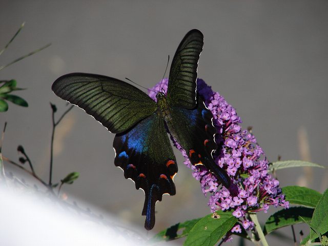 カラスアゲハ　２