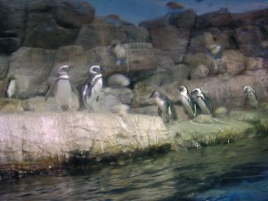 ペンギンの集団