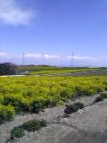 一面、菜の花♪