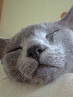 あごのせアップ。
