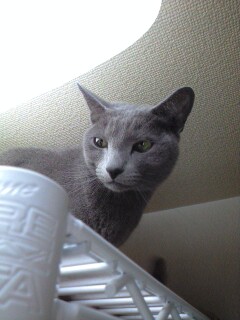 見張りちう～。