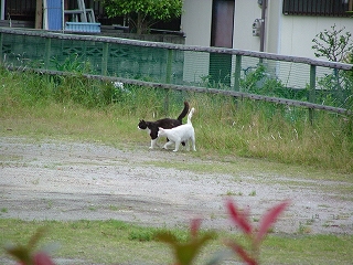 ねこ5