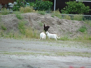 ねこ6