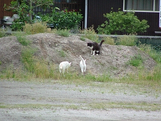 ねこ7