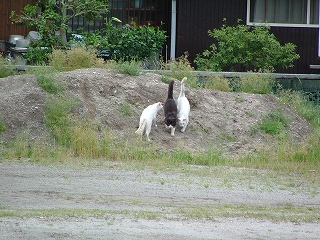 ねこ8