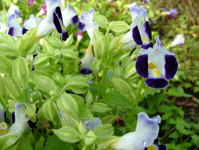 トレニア　白紫