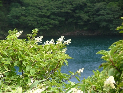 不動池のあじさい？