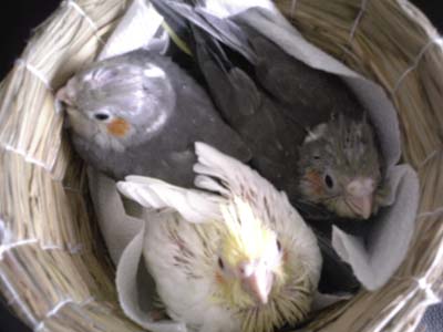 里子に出す、トリちゃんの3匹の子