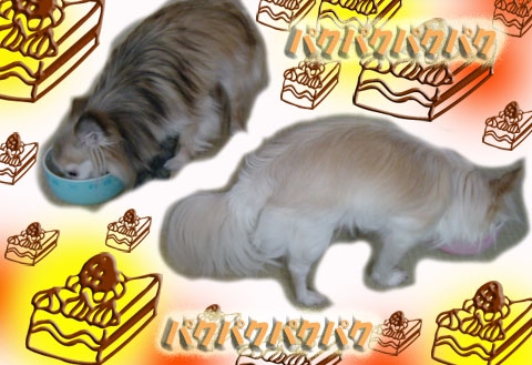 paku.jpg